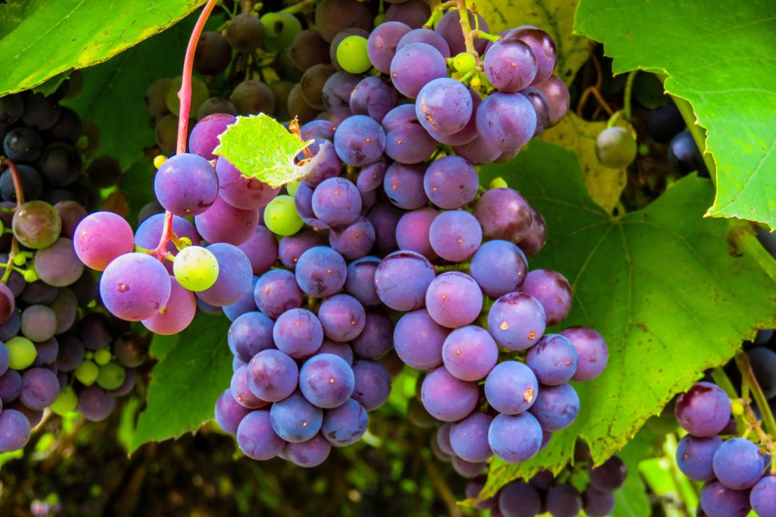 Free photo of Red Grapes