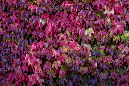 Autumn Leaf Wall Free Stock Photo