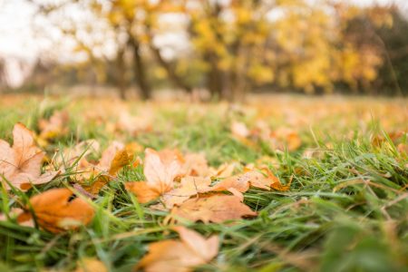Fall Leaves on the Grass Free Stock Photo