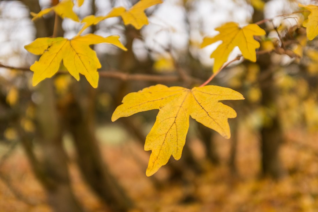 Free photo of Autumn Leaves On Tree