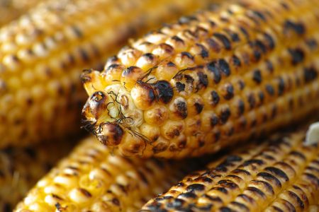 Corn on BBQ Free Stock Photo
