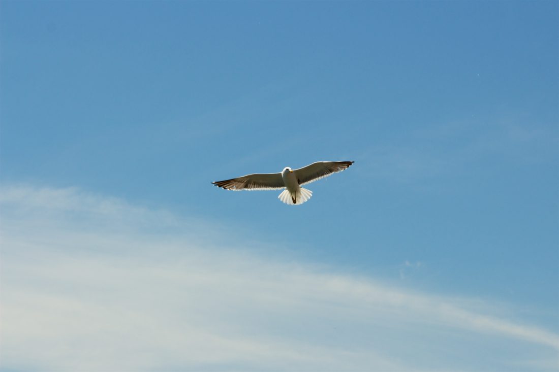 Free photo of Bird Flying Blue Sky