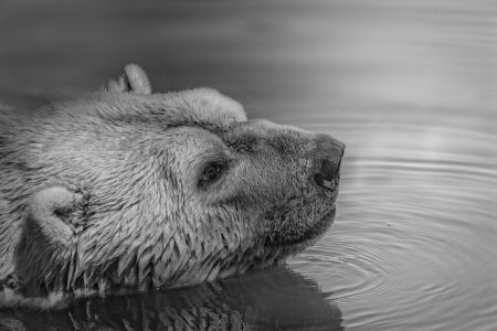 Bear Swimming Free Stock Photo