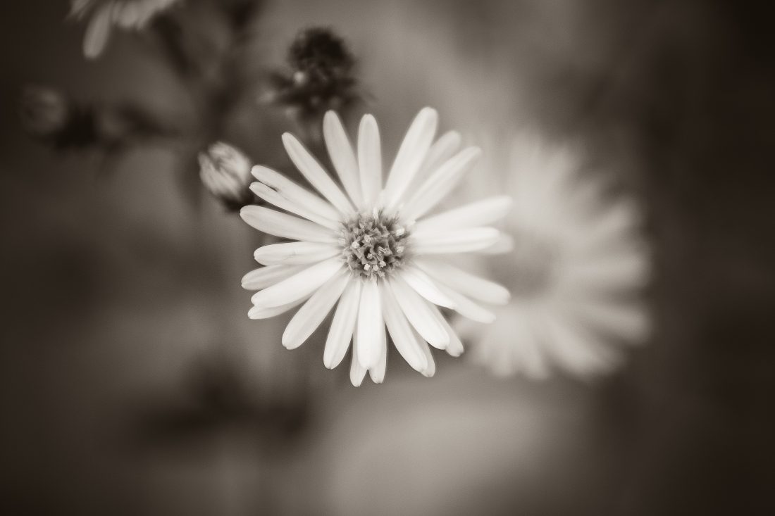 Free photo of Black White Flower