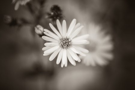 Black White Flower Free Stock Photo