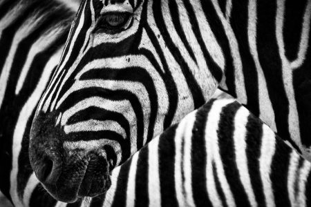 Black & White Zebra Free Stock Photo