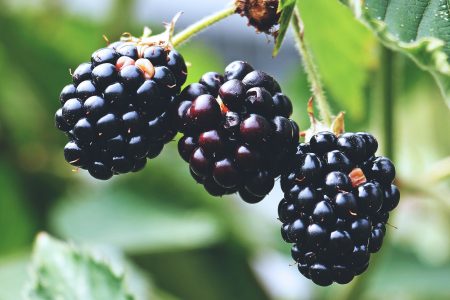 Fresh Blackberries Free Stock Photo