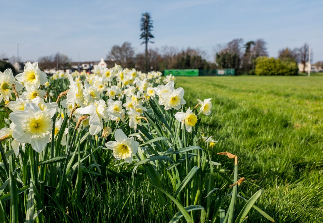 Free photo of Blooming Daffodils
