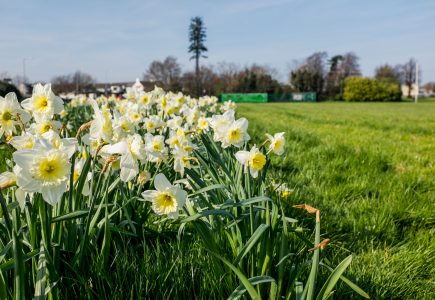 Blooming Daffodils Free Stock Photo