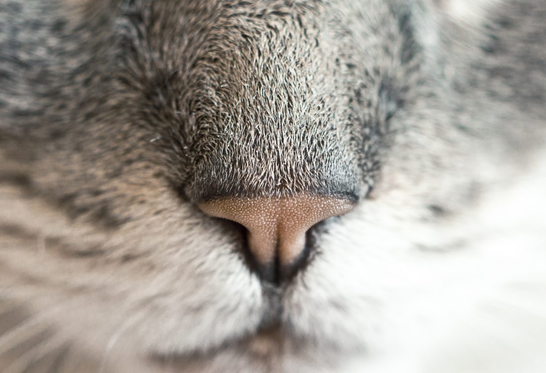 Free photo of Cat Nose