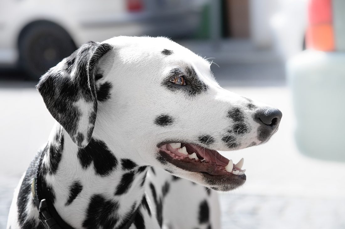 Free photo of Dalmatian Dog