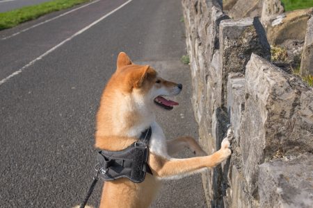 Dog Jumping Wall Free Stock Photo