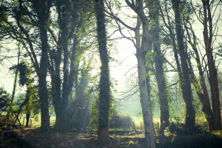 Enchanted Forest Free Stock Photo