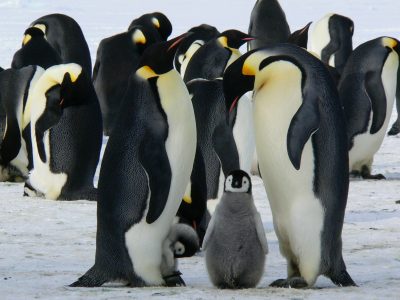 Family of Penguins Free Stock Photo