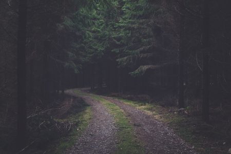 Desolate Forest Road Free Stock Photo