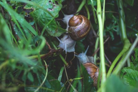 Garden Snails on Leaves Free Stock Photo