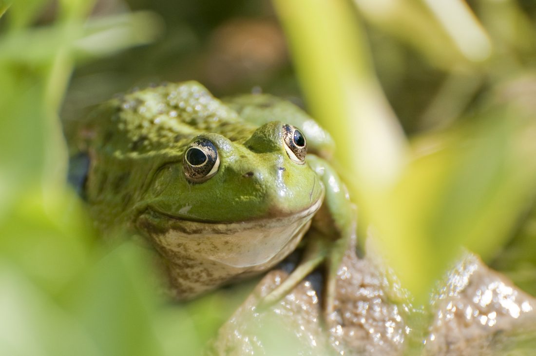 Free photo of Green Frog
