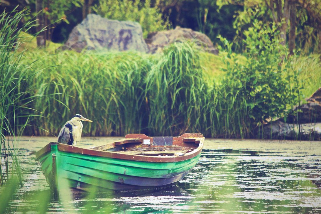 Free photo of Heron in a Boat