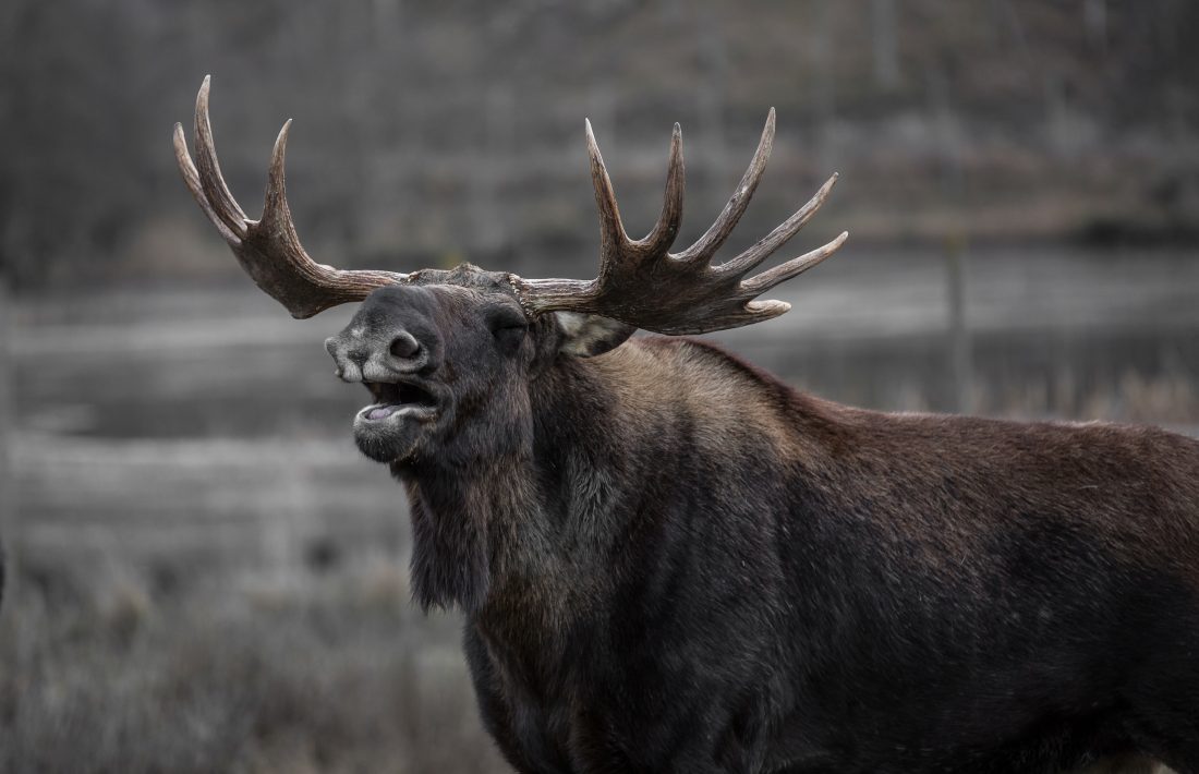 Free photo of Large Moose