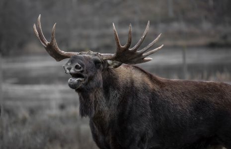 Large Moose Free Stock Photo