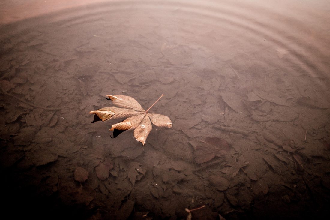 Free photo of Leaf With Water Ripple