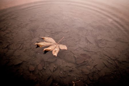 Leaf With Water Ripple Free Stock Photo