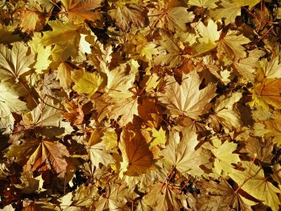 Leaves in Autumn Fall Free Stock Photo