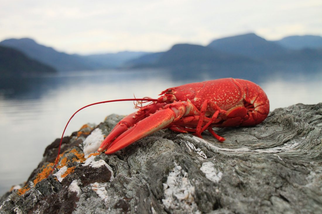 Free photo of Lobster Seafood