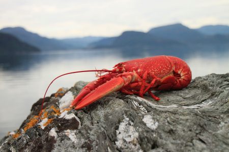Lobster Seafood Free Stock Photo