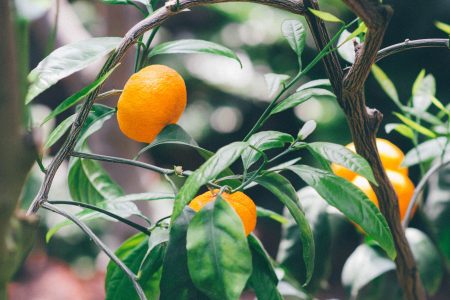 Oranges Growing in Tree Free Stock Photo