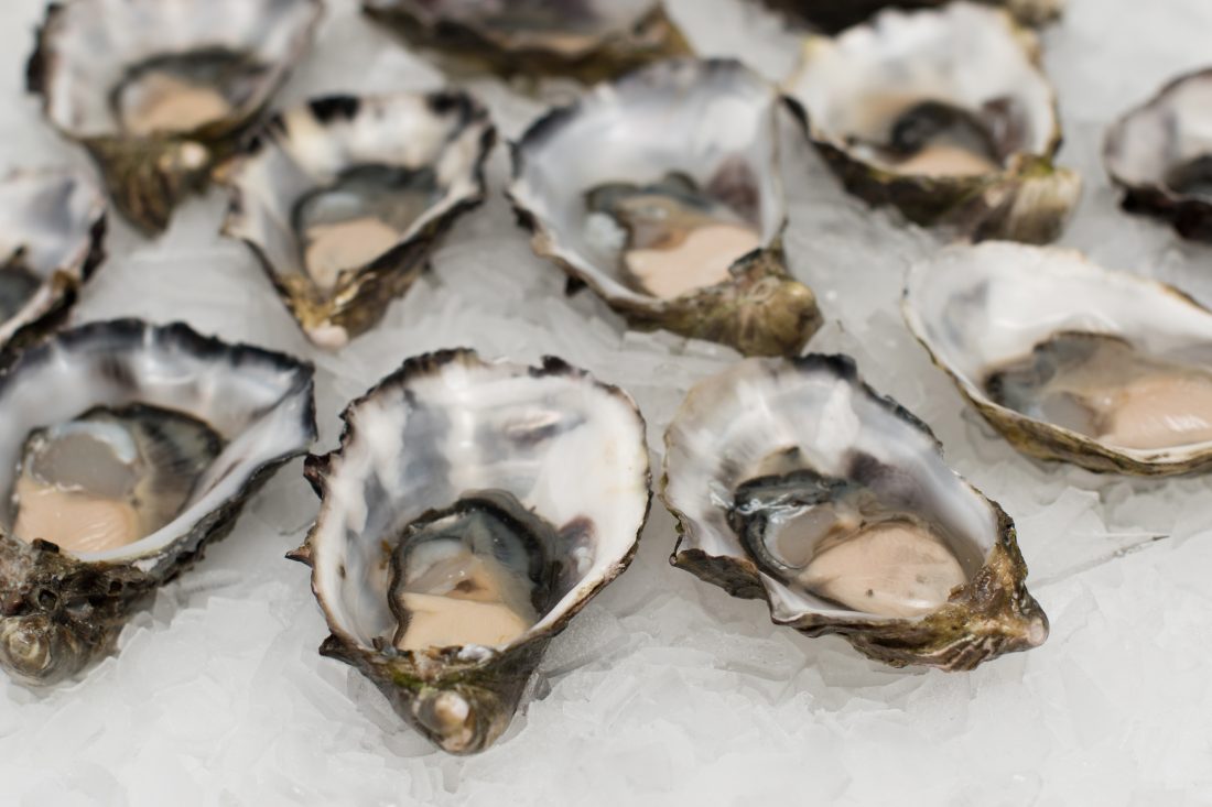Free photo of Oysters in Shells