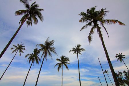 Palm Trees Free Stock Photo