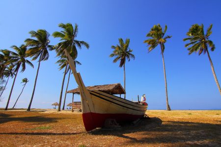 Palm Trees & Boat Free Stock Photo