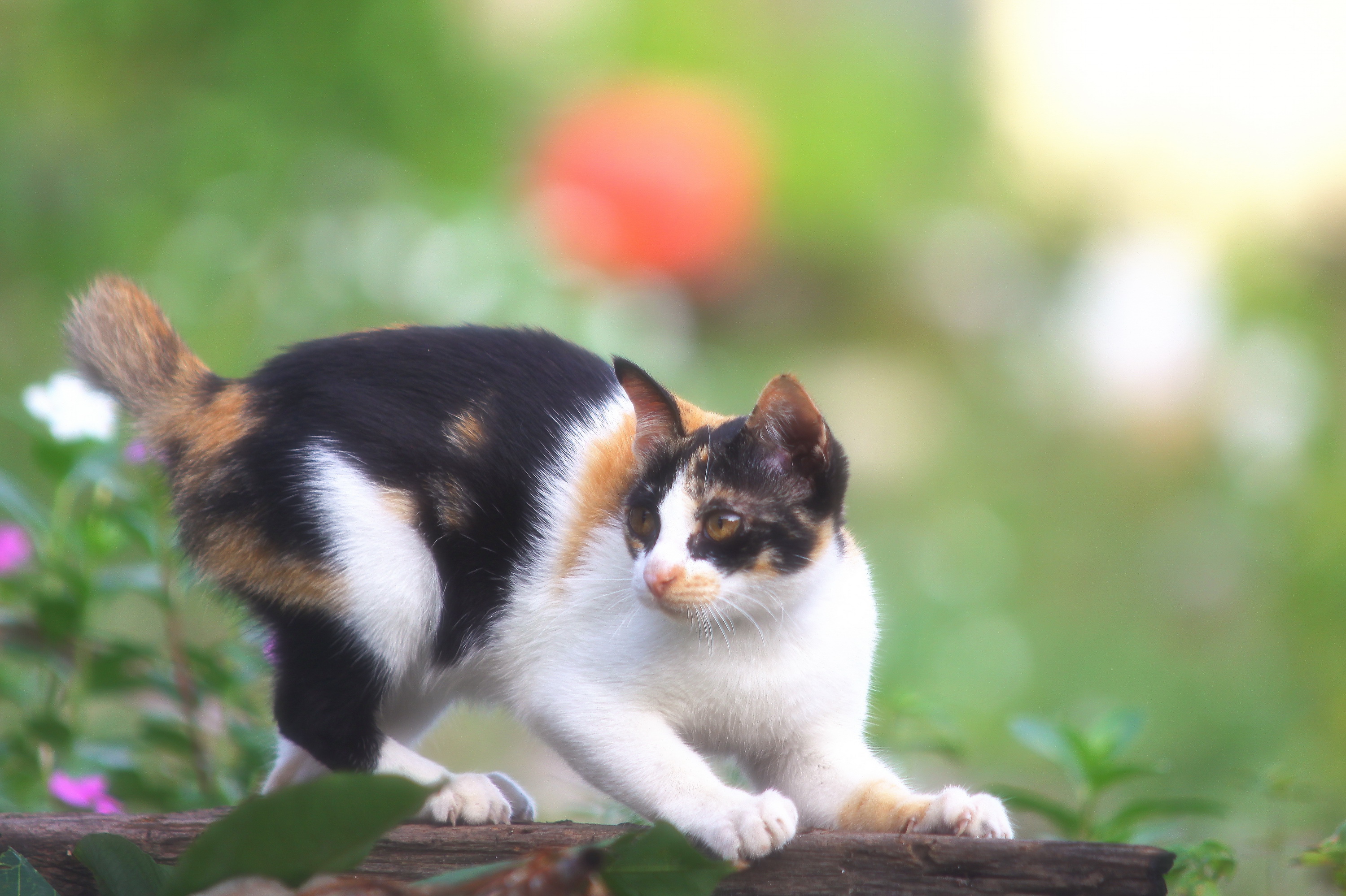 Kitty pet. Ситцевая кошка. Эгейская кошка. Ситцевый окрас кошки. Ситцевый окрас кошки животные красиво.