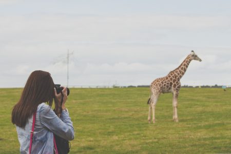Photographing a Giraffe Free Stock Photo