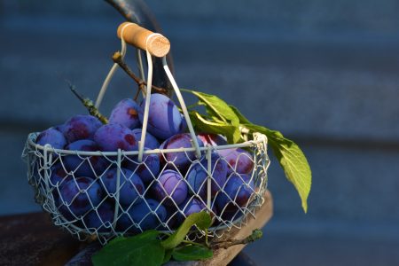 Plums in Basket Free Stock Photo