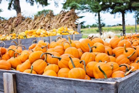 Autumn Pumpkins Free Stock Photo