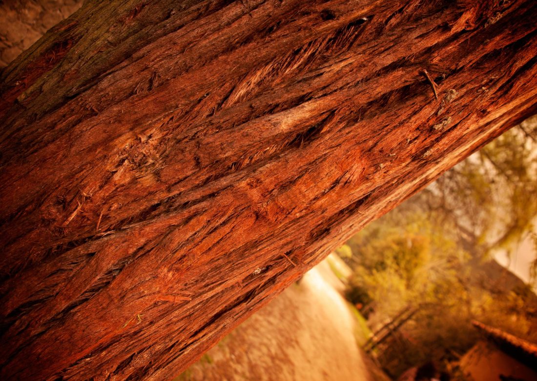 Free photo of Red Bark