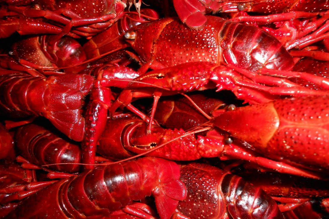 Free photo of Red Crayfish