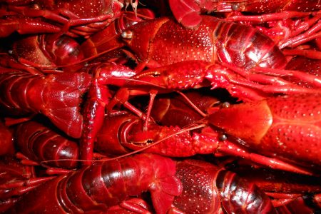 Red Crayfish Free Stock Photo