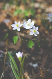 White Flowers in Spring Free Stock Photo