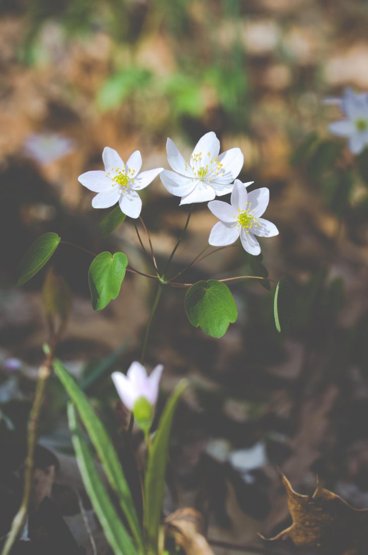 Free photo of White Flowers in Spring