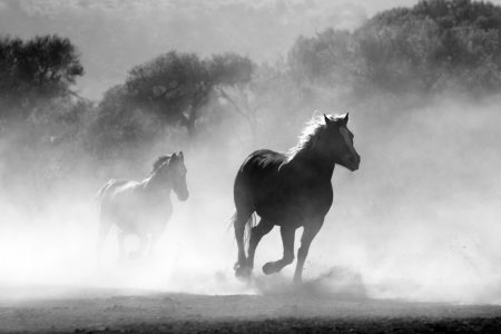 Running Horses Free Stock Photo