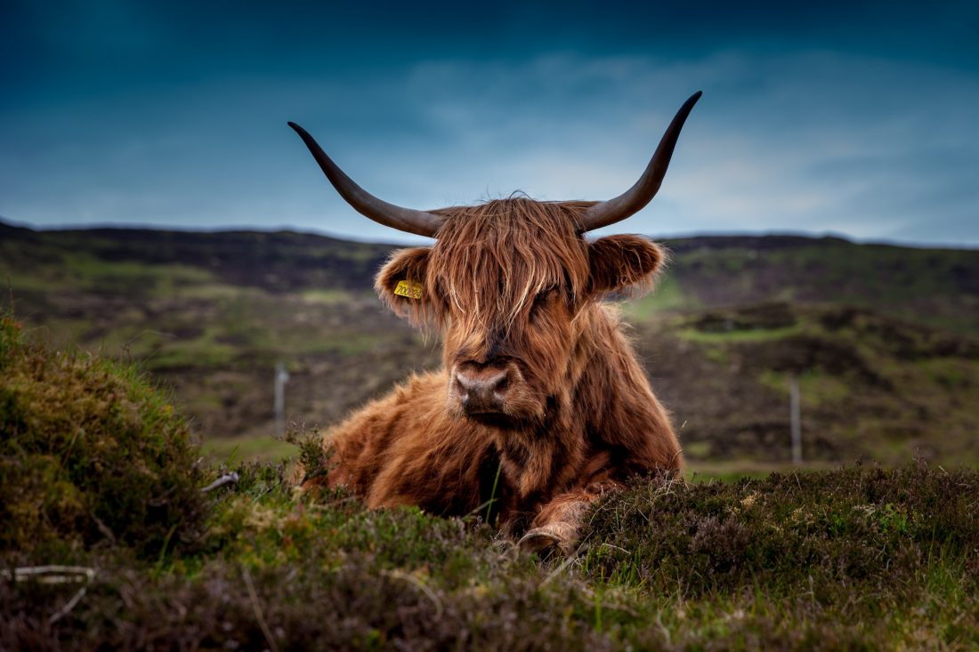 Free photo of Scottish Cow