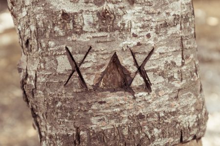 Scratched Text Tree Free Stock Photo