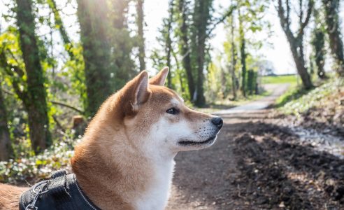 Shiba Inu – Forest Dog Walk Free Stock Photo
