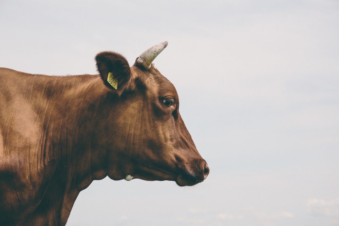 Free photo of Side View of Brown Cow