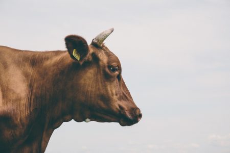 Side View of Brown Cow Free Stock Photo