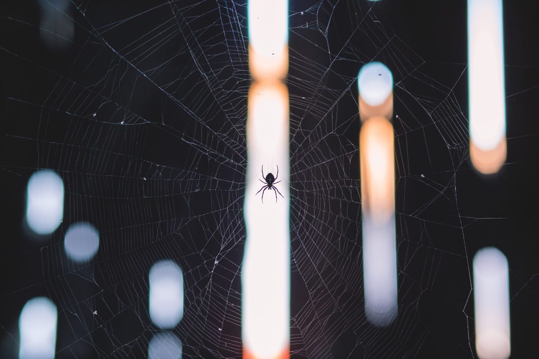 Free photo of Spider on Web