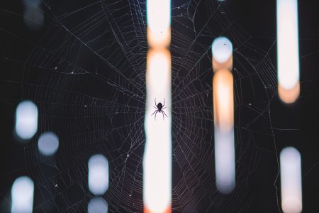 Spider on Web Free Stock Photo